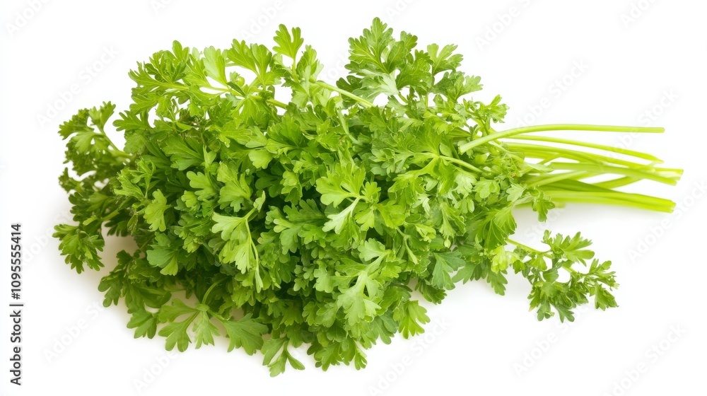 A fresh bunch of chervil with its delicate green leaves and subtle anise flavor, Each leaf’s bright color and subtle imperfections captured with precision A fresh bunch of chervil with its delicate green leaves and subtle anise flavor, Each leaf’s bright color and subtle imperfections captured with precision