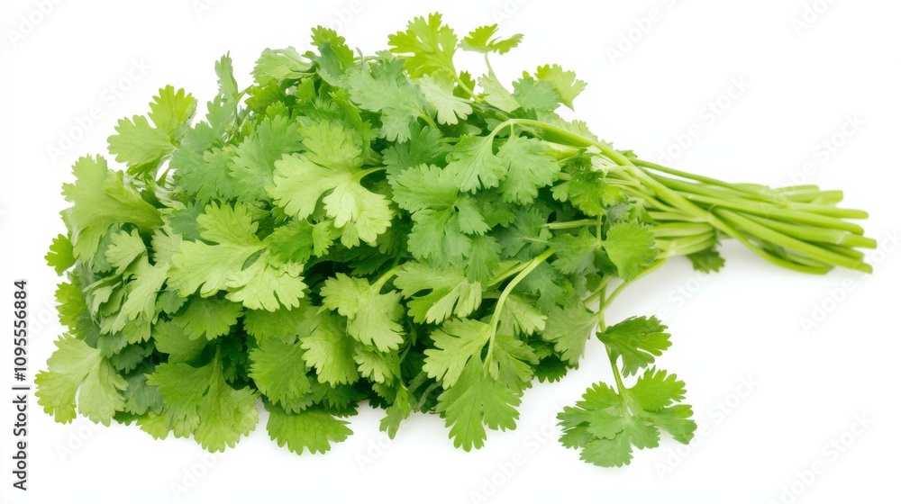 A fresh bunch of cilantro with its vibrant green leaves and delicate stems, Each leaf’s bright green color and subtle imperfections captured with precision A fresh bunch of cilantro with its vibrant green leaves and delicate stems, Each leaf’s bright green color and subtle imperfections captured with precision