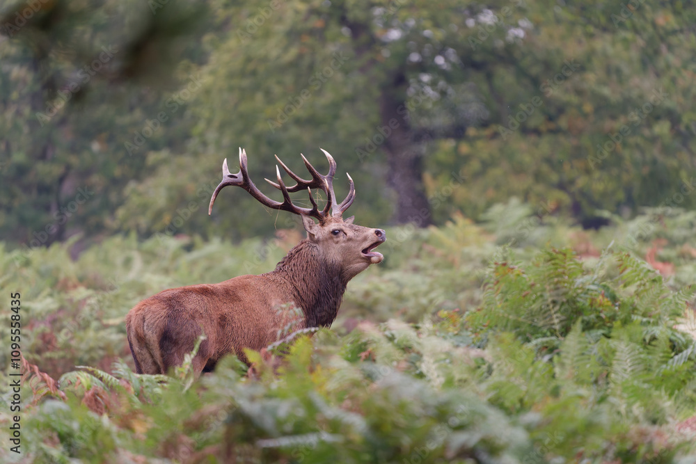 Majestic Red Deer in Autumn Forest Majestic Red Deer in Autumn Forest
