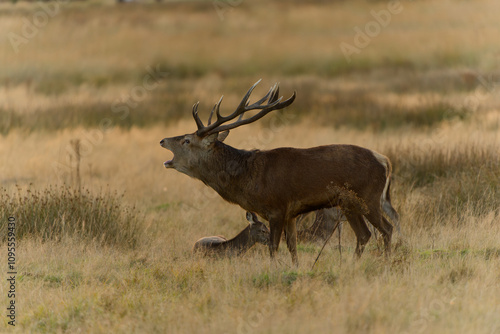 Majestic Red Deer in Autumn Meadow photo