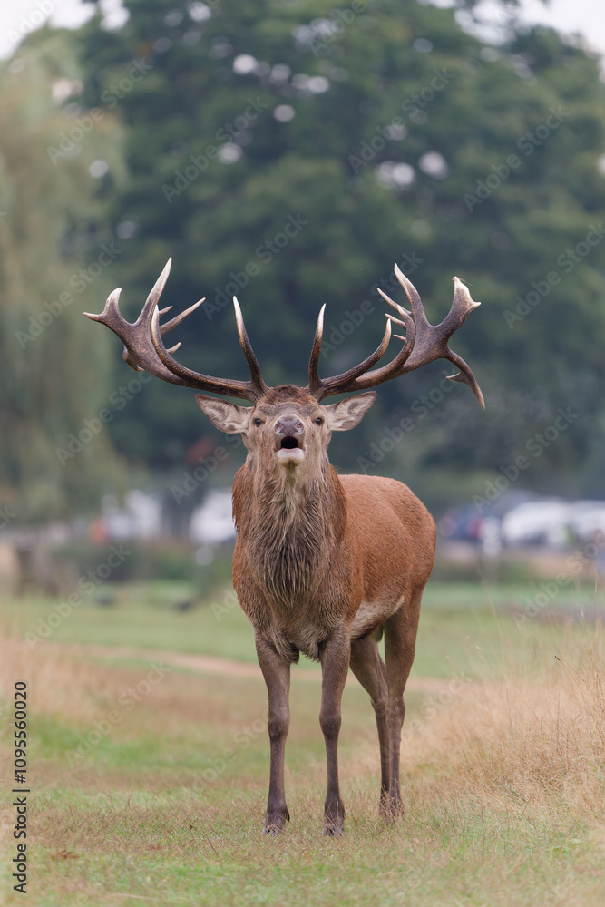 Majestic Red Deer Roaring in a Meadow Majestic Red Deer Roaring in a Meadow