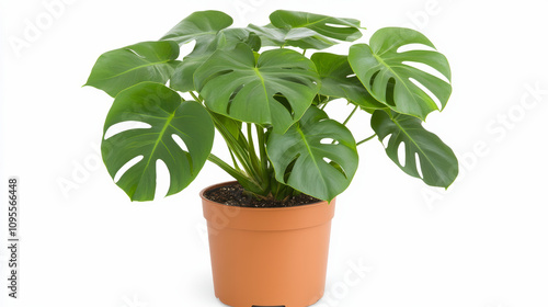 A lush green monstera plant with large, distinctively split leaves in a simple terracotta pot, perfect for adding vibrancy to indoor spaces. photo