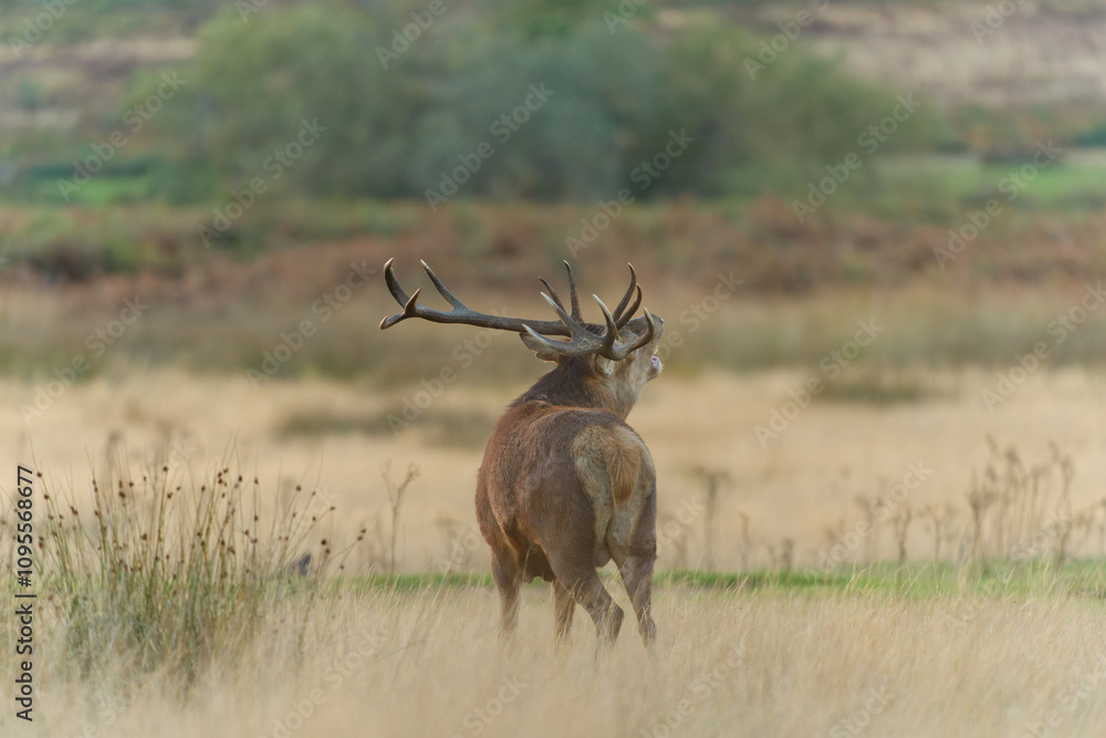 Fototapeta premium Majestic Red Deer in Autumn Meadow