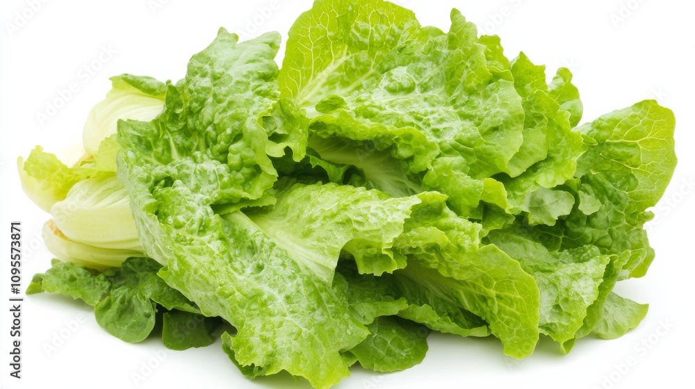 A fresh bunch of romaine lettuce with its vibrant green leaves and crisp texture, Each leaf’s bright green color and subtle imperfections captured with precision A fresh bunch of romaine lettuce with its vibrant green leaves and crisp texture, Each leaf’s bright green color and subtle imperfections captured with precision