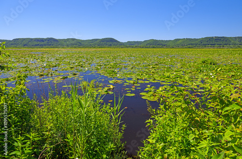 Bayou of the MIssissippi River in Summer Green photo