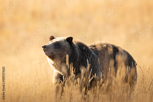 Grizzly bear 610 in Grand Teton National Park photo