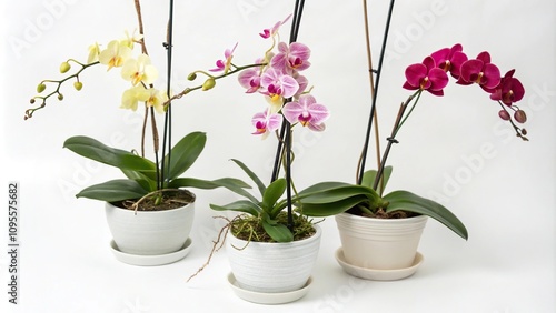 Group of exotic orchids hanging in small ceramic pots on a white background, interior design, greenery, tropical