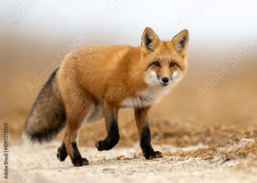 Red Fox (Vulpes vulpes),  largest of the true foxes and one of the most widely distributed members of the order Carnivora, being present across the entire Northern Hemisphere 