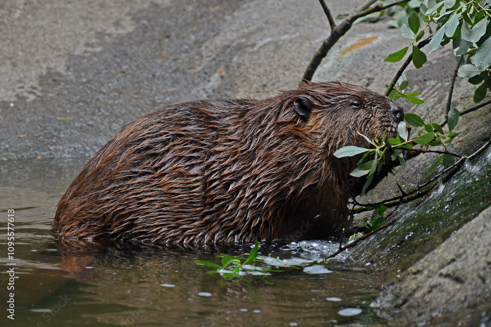 Beaver Beaver