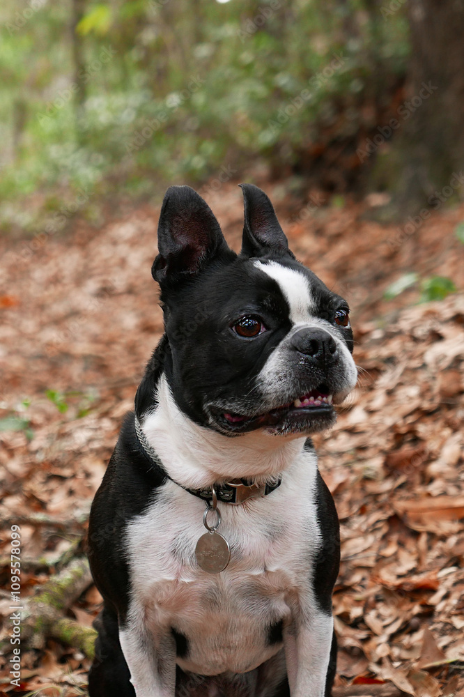 Boston Terrier Boston Terrier