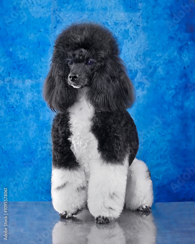 Blak and white toy poodle photo