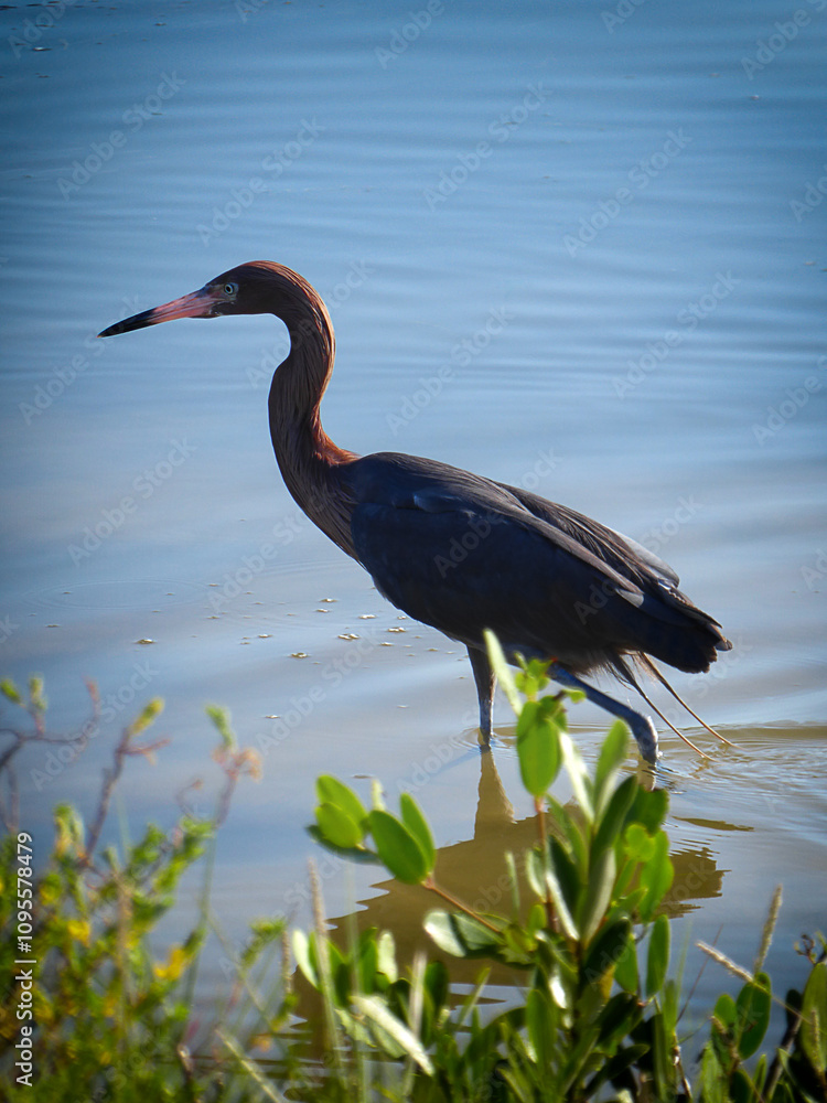 Naklejka premium Little Blue Heron