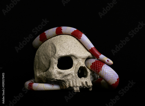 Snake and Skull