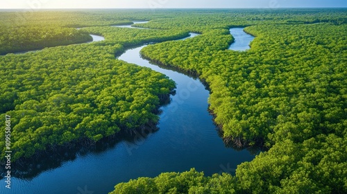 An aerial view of a winding river flowing through a lush green mangrove forest, with a bright blue sky above.