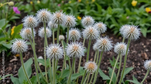 Oval hairy flowers with long stalks growing in a garden bed, countryside, wildflowers photo