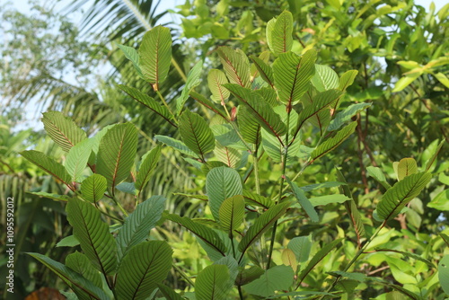 Kratom plant or mitragyna speciosa tree uncultivated photo