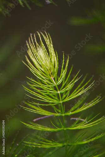 Fresh green leaves of a water plant.
 photo