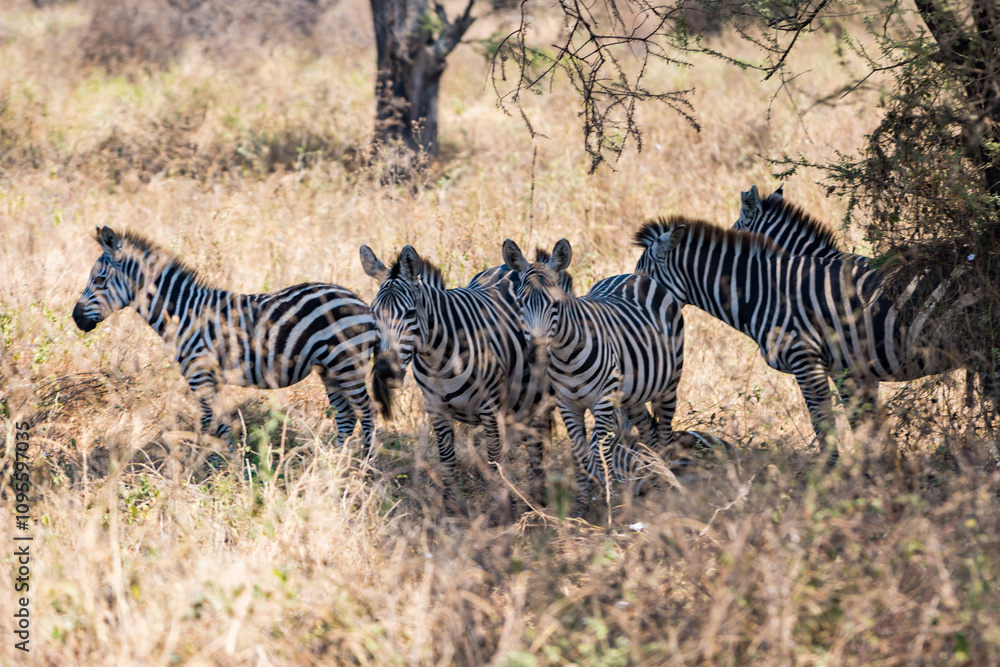 Obraz premium タンザニアのタランギレ国立公園のシマウマ