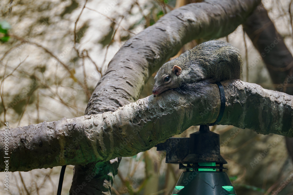 The northern Tana on the trunk is warming up above the lighting.
The northern Tana on the trunk is warming up above the lighting.