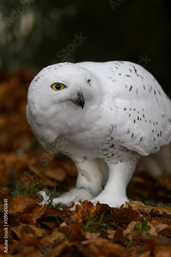 Snowy owl on the ground in autumn leaves.
 photo