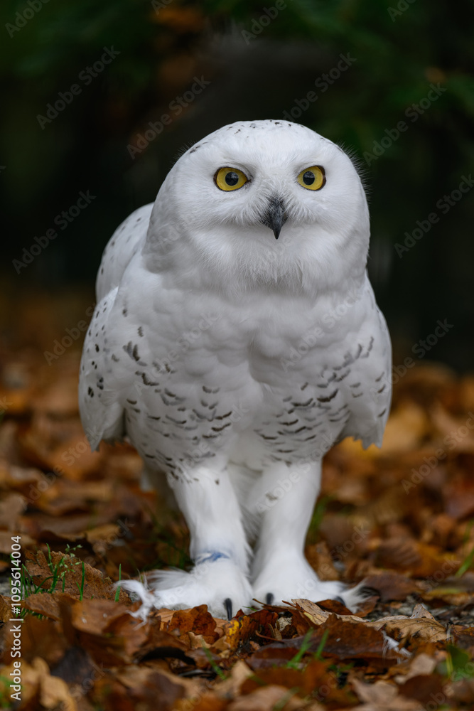 Fototapeta premium Snowy owl on the ground in autumn leaves. 