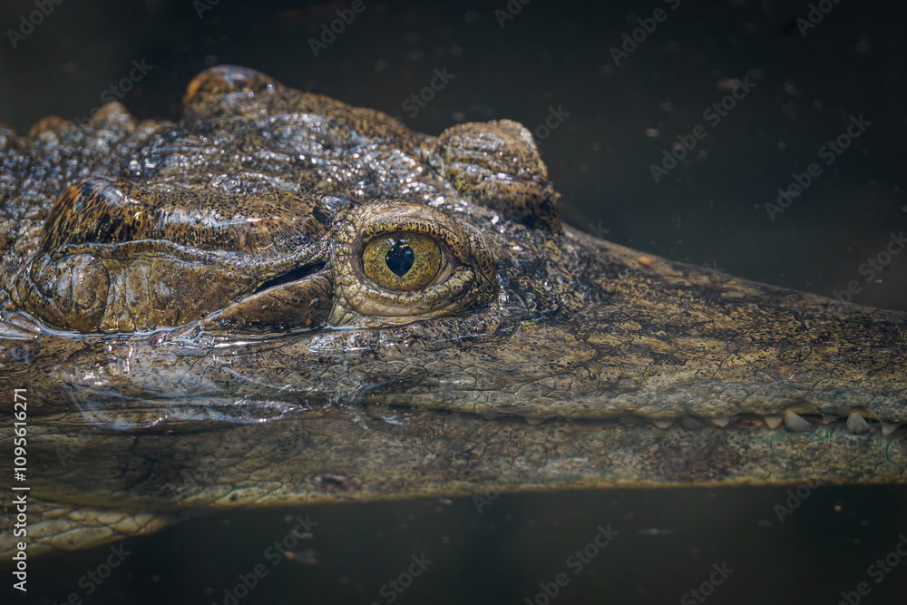 Obraz premium Detail of crocodile head in water. 