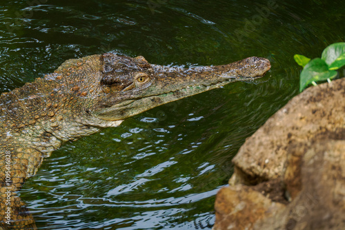 Detail of crocodile head in water.
 photo