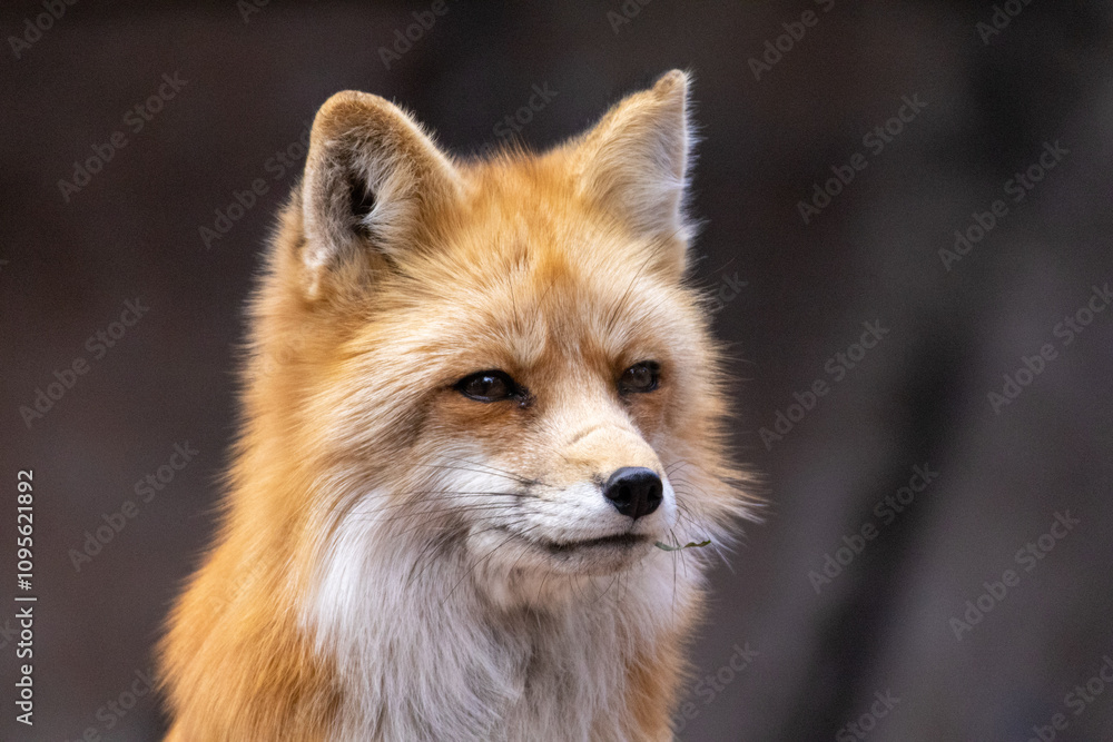 Obraz premium red fox portrait