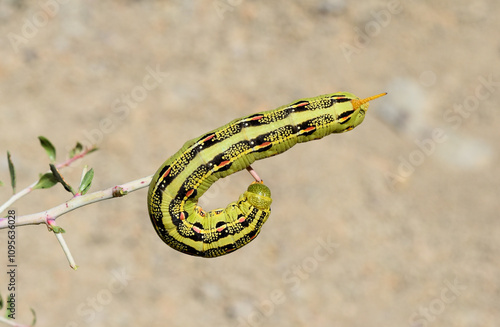 A White-lined Sphinx Moth (Hyles lineata) larva on Desert Peach in the Great Basin of Nevada.
