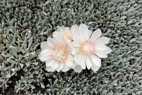 Bitterroot (Lewisia rediviva) blooming through buckwheat in the Virginia Range of Nevada.
 photo