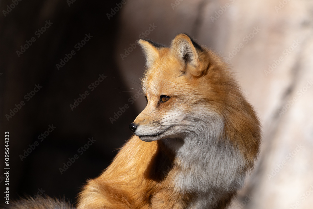 Fototapeta premium red fox vulpes
