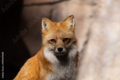 red fox vulpes