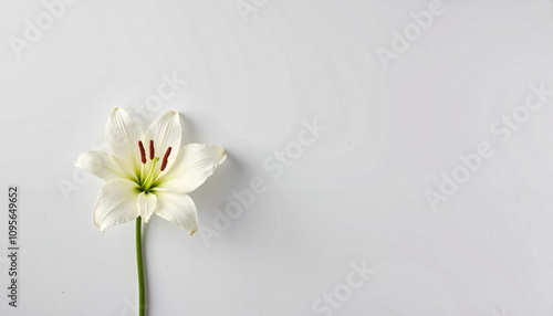 Single white lily on a minimalist white background