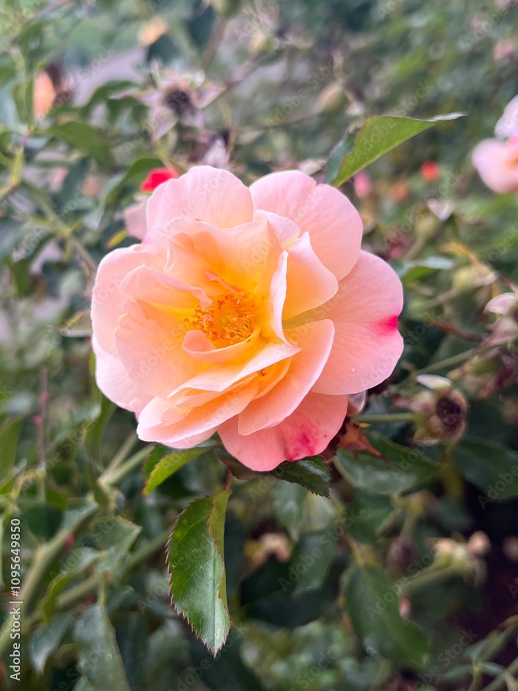 Rose in the garden Rose in the garden