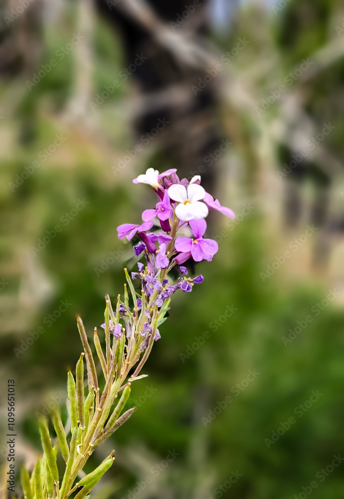 bee on lavender