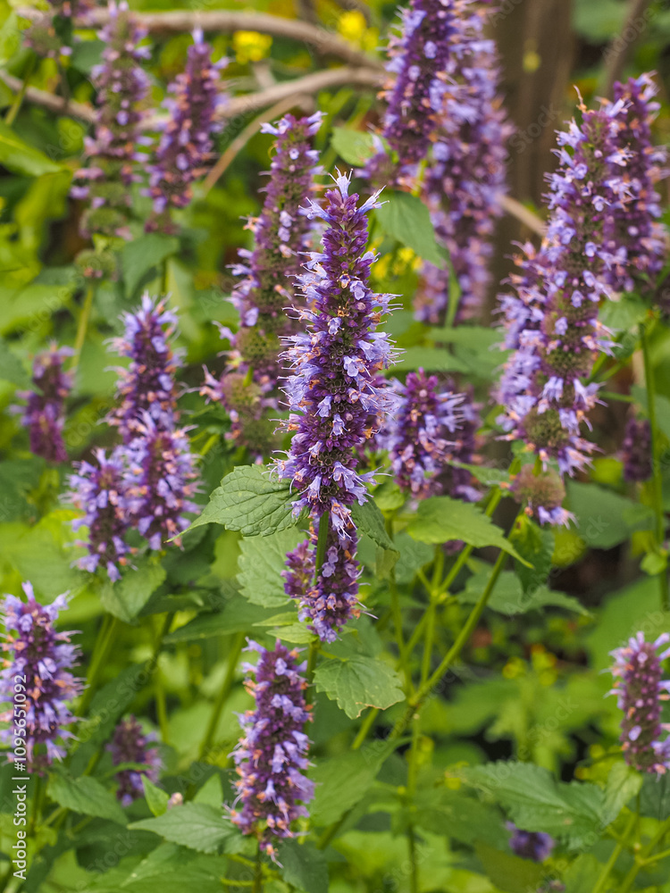 Obraz premium Agastache or hummingbird mint, violet purple flowers, close up. Giant hyssop is aromatic flowering herbaceous perennial plant in the family Lamiaceae, subfamily Nepetoideae, tribe Mentheae.