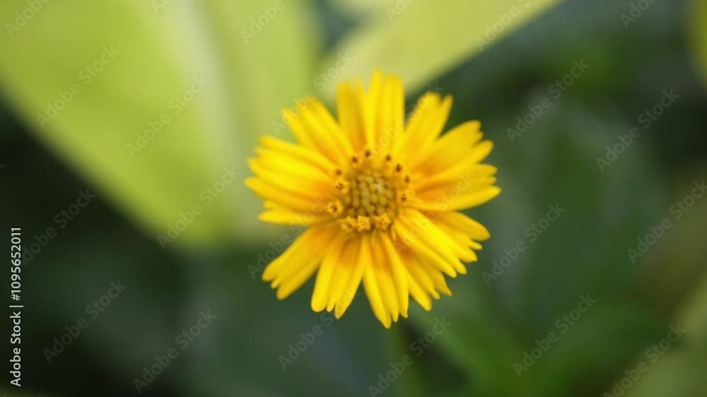Close-Up of a Vibrant Yellow Wildflower Blooming in Nature Close-Up of a Vibrant Yellow Wildflower Blooming in Nature