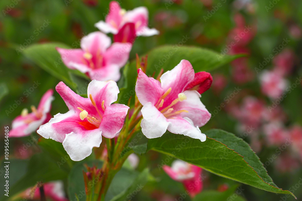 Fototapeta premium Colorful Weigela praecox 'Bouquet Rose' flowers with a five-lobed petals, close up. Weigela is deciduous, ornamental and flowering shrub, popular garden plant in the honeysuckle family Caprifoliaceae.