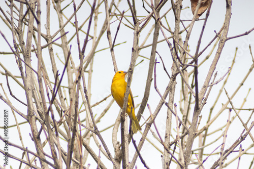 yellow billed hornbill photo