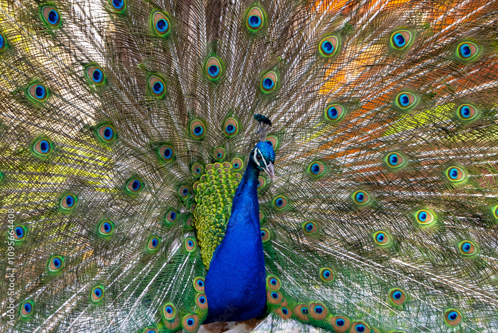 Obraz premium Pavo real