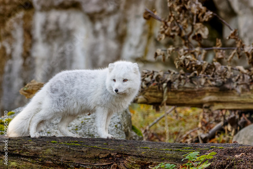 Artic fox. Vulpes lagopus