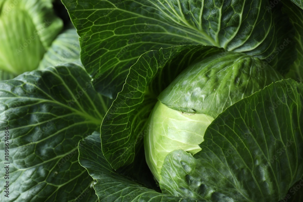 Fototapeta premium One ripe head of cabbage as background, closeup