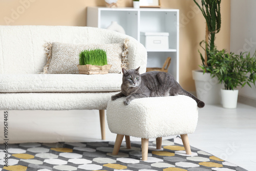 Cute grey cat lying on pouf...