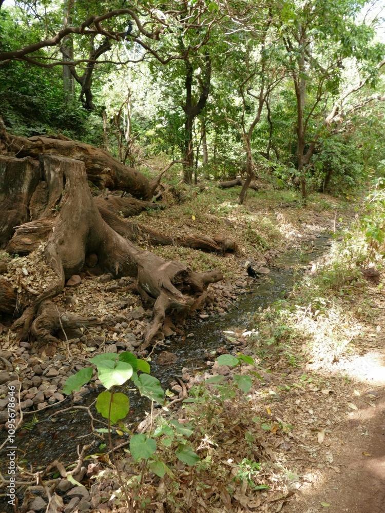 Small stream flowing through lush forest with fallen tree trunk Small stream flowing through lush forest with fallen tree trunk