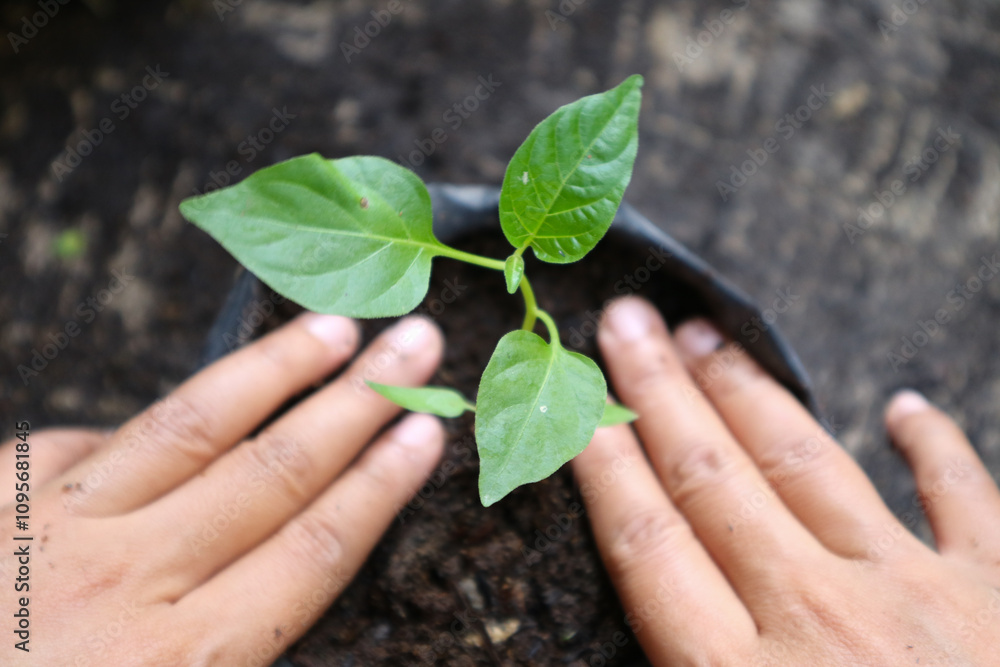 hand planting chili plants. woman hands planting a chili pepper seedling in a plastic polybag. hand planting chili plants. woman hands planting a chili pepper seedling in a plastic polybag.