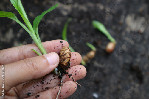 hand showing shoots of ginger plants. Ginger is a flowering plant whose rhizome, ginger root or ginger, is widely used as a spice and a folk medicine. photo