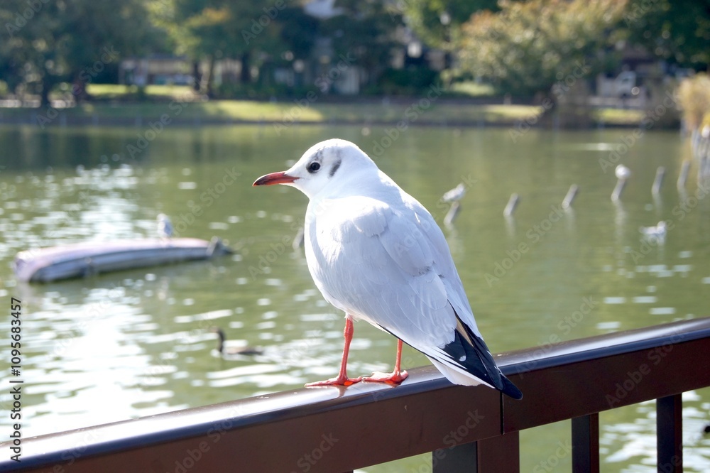 Fototapeta premium 不忍池の鳥