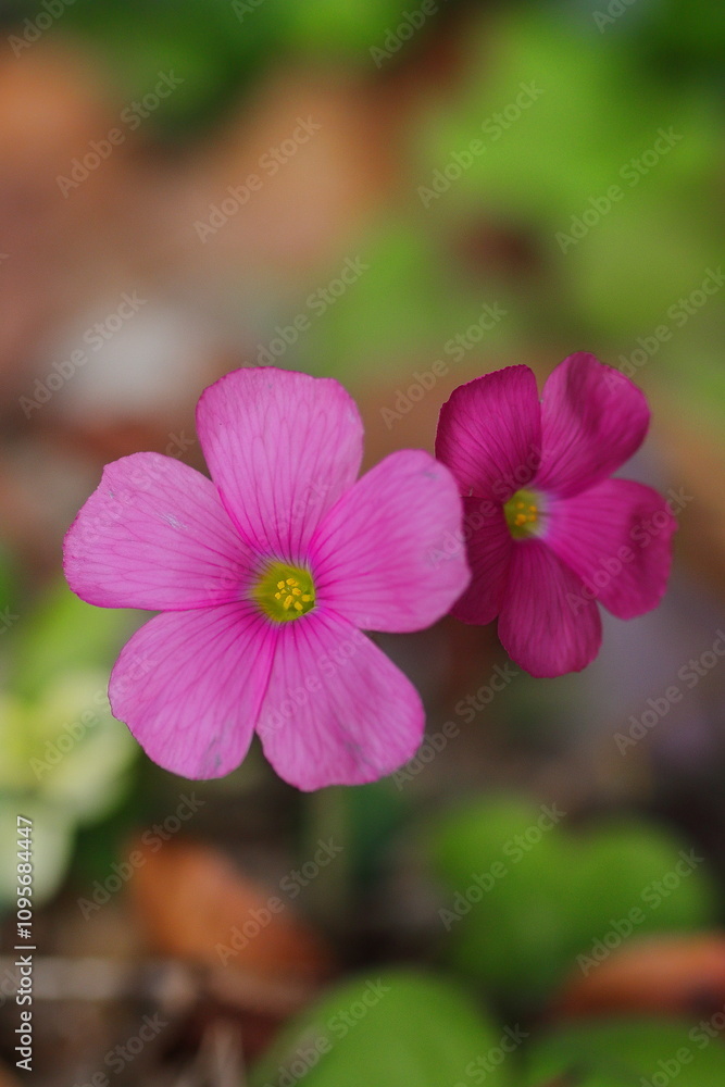 Fototapeta premium ピンクのオキザリス