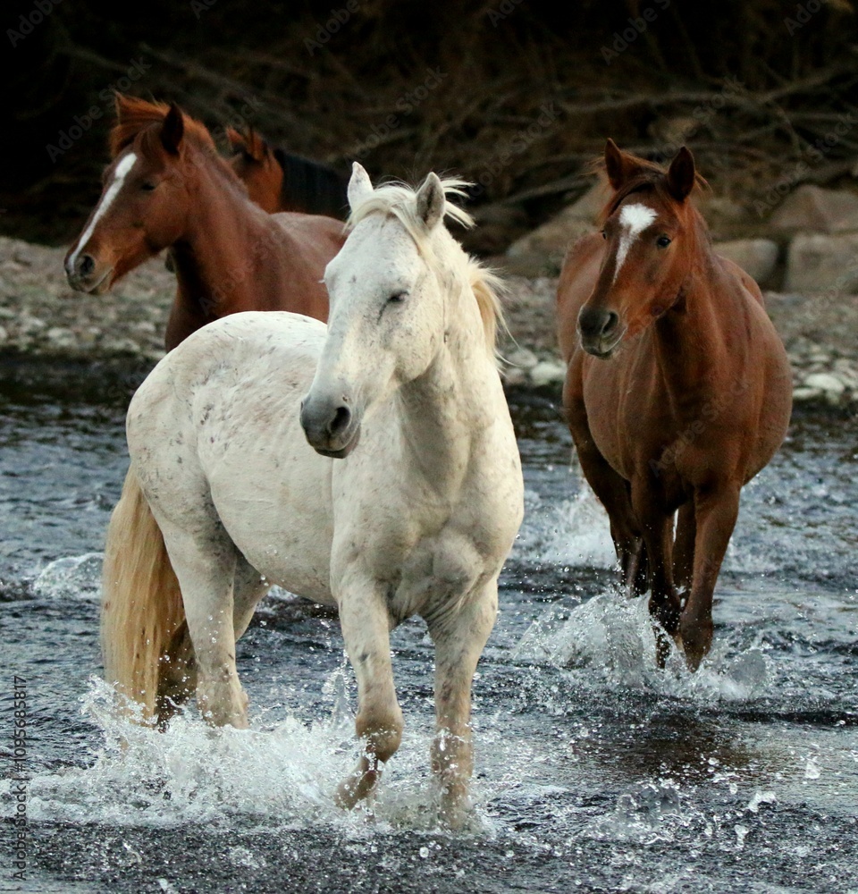 Obraz premium Wild Horses Crossing the River 