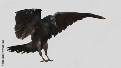 Black raven isolated on white background, crow cutout in empty backdrop